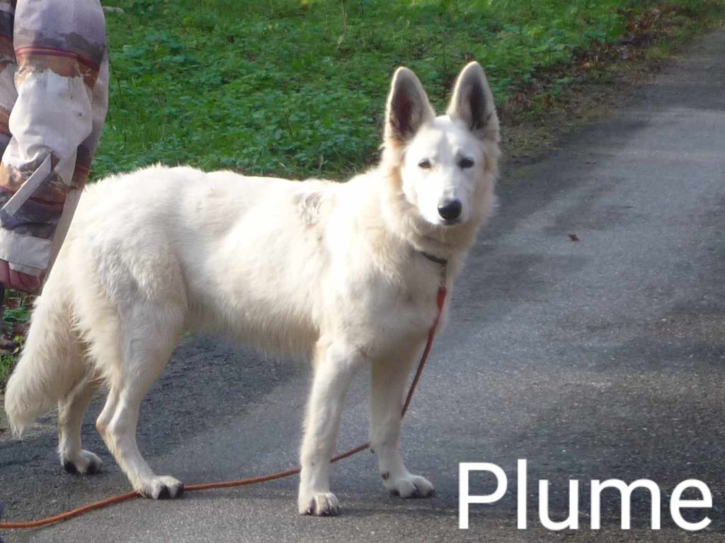Plume Du Ruisseau Du Vay