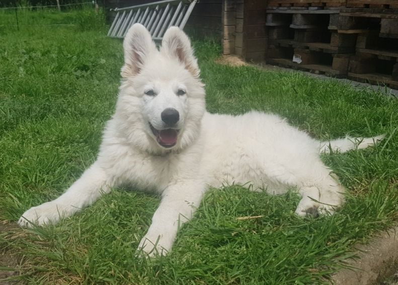 Du Ruisseau Du Vay - Chiots disponibles - Berger Blanc Suisse