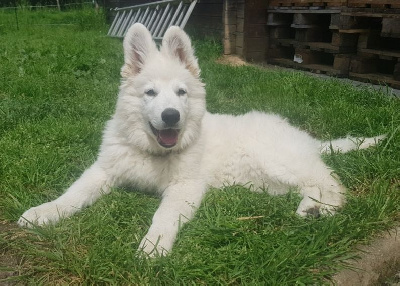 Agatha